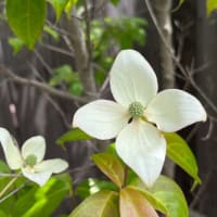 6月の庭のようす
