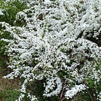 雪柳