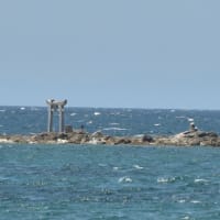 姫島のアサギマダラ