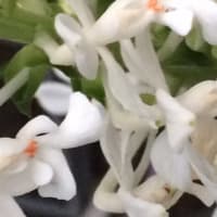 ８月に見られる白い花：  ツルランなど