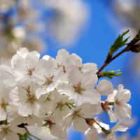 桜…撮る