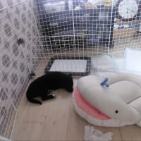カリンちゃん🐶