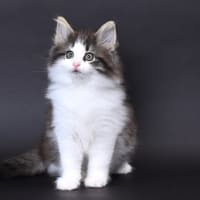 ノルウェージャンフォレストキャット