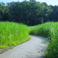 遠藤笹窪谷公園散策