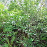 高ボッチ高原・鉢伏山の植物　ミツバウツギ（三葉空木）