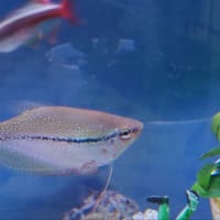 上段水槽の水換え.06/24