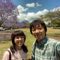 紫の花ジャカランダの季節です