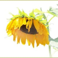 まだ7月半ばというのにもうお疲れのようだ