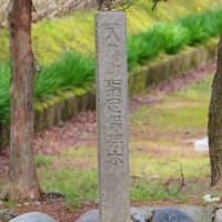 富山県入善町、上野「上原の丁松」（保存木）です！！