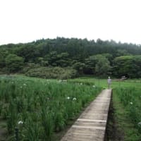バス旅…神楽女湖の花菖蒲