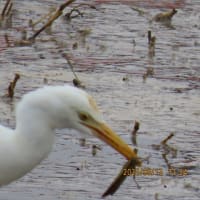 アマサギ5
