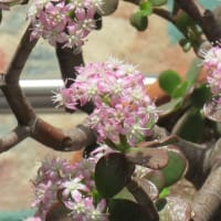 可憐なピンクの花