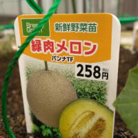 🍆趣味になった 家庭菜園🌽