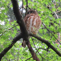 今年もアオバズクがやってきました 2025.5.30