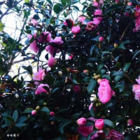 詩　合歓の花