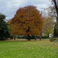 まだ紅葉が少し残っていました　リュクサンブール公園