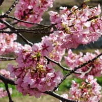 伊豆半島河津桜巡り