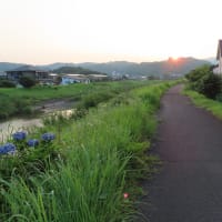 朝の散歩（2025/6/30）・・・姶良市加治木町網掛川上流・龍門滝方面
