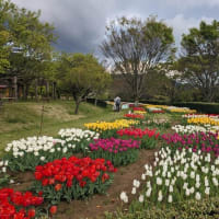 篠窪（しのくぼ）の隣町　「風の吊り橋」で満開のチューリップと八重桜を楽しむ（2024/04/17)