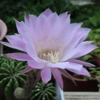 サボテンの花