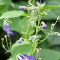 涼し気な6月下旬の宿根草