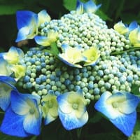 「私の四季」紫陽花の季節