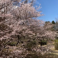 箱根高原ホテルに「櫻」が咲いた