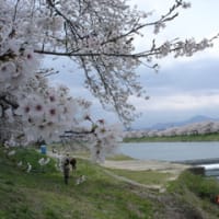 一目千本桜