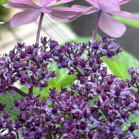 新しい毎日の顔　　〜花の中の花〜