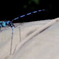 スボンに止まったルリボシカミキリ