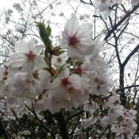 25年度になりました。