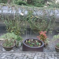 花植え　‐　自宅マンション