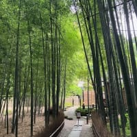 久々の鎌倉を堪能！　あじさい寺「明月院」　竹林「報国寺」