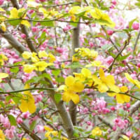 遅咲きの桜めぐり・・・　御苑、植物園、原谷苑