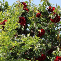鮮明な黒紅色で光沢があるツバキ “ブラックマジック”です　木にはまだ、花が残っていました！