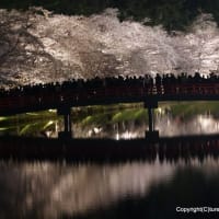2025桜名所・弘前公園　宵～ライトアップ