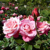 須磨離宮公園のバラ