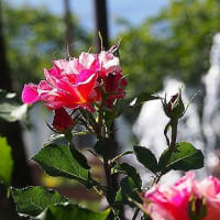 神戸バラ公園いこいの広場で見頃のバラの花を見てきました。