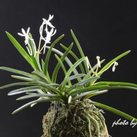 富貴蘭「鳴戸」の花(過去の画像倉庫から)