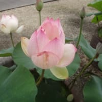 津・一身田：真宗高田派本山専修寺～JR快速みえ