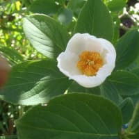 夏椿