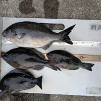 南伊豆 下流 今日の釣果