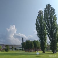 ハクウンボクの花