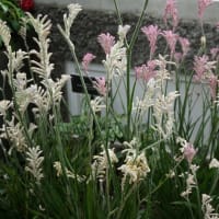 春～初夏の花：カンガルー・ポー