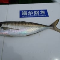東京湾　タチ＆アジリレー　釣行記５