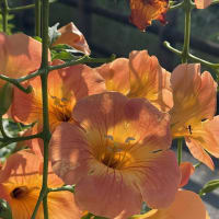 凌霄の花