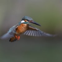 於大公園 ： 野鳥 ・ 翡翠 ・ カワセミ・・・フリー素材ブログ　カワセミ