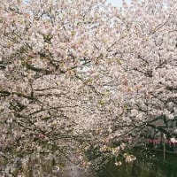 花見