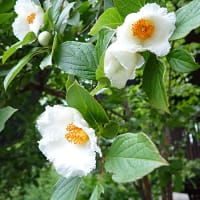夏椿の花