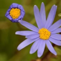 鉢植えの「ブルーデージー」
